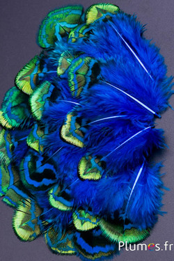 Paon bleu - 3-8 cm - brun-vert-turquoise